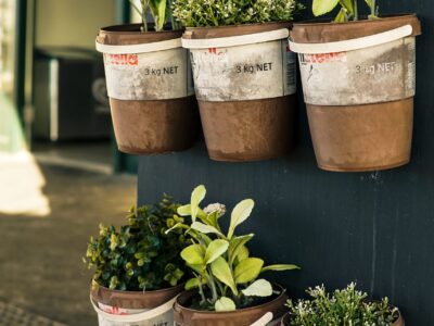 Herbs (almost) anyone can grow at home