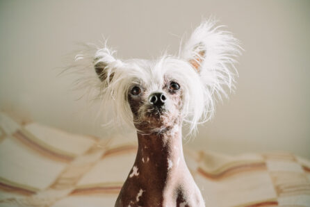 Chinese Crested Dog