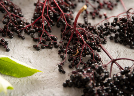 Elderberry