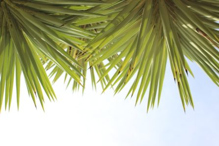 Transition From Spring To Summer With Eastern Medicine - Palms
