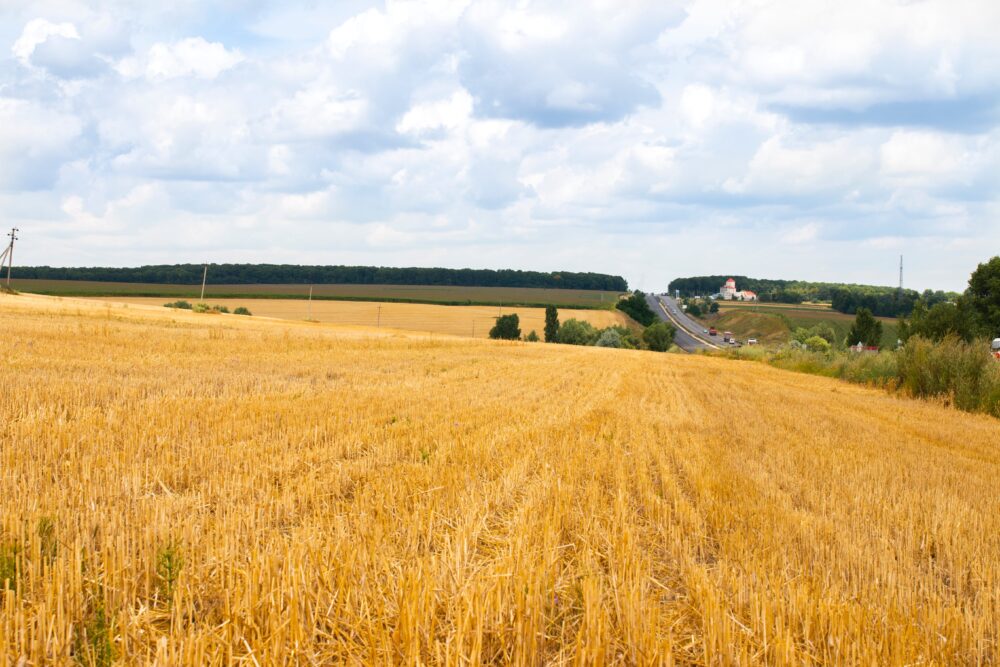 Late Summer in TCM